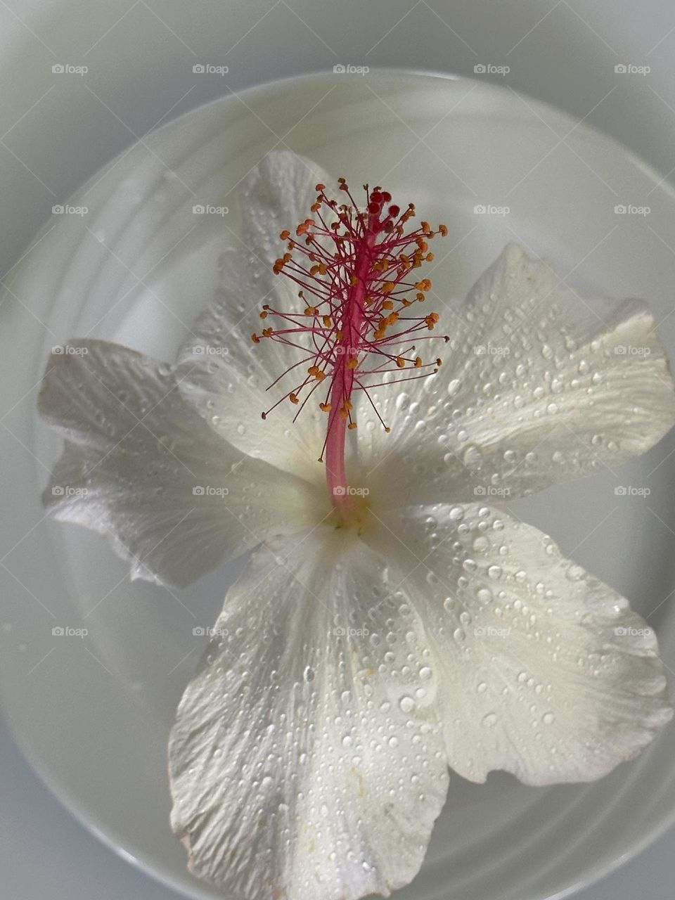 White hibiscus flower on a white swirl patterned ceramic plate on a white background