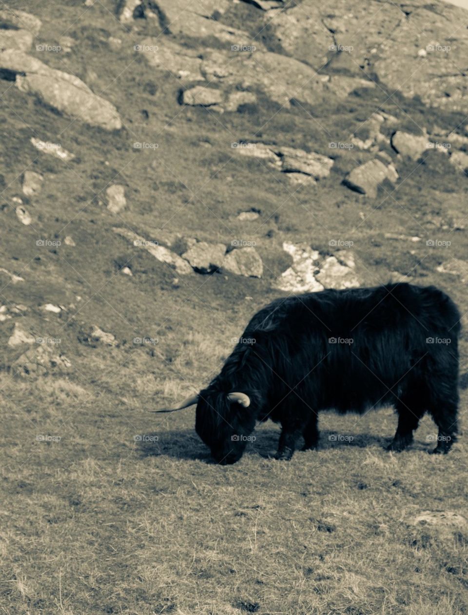 Highland cow grazes in the field, highland coo in Scotland, long haired highland cow out in the field, long horned highland cow, black and white farm animals 