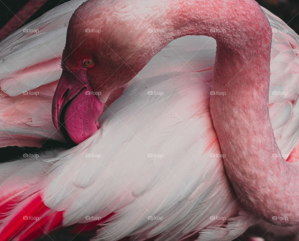 Flamingo 