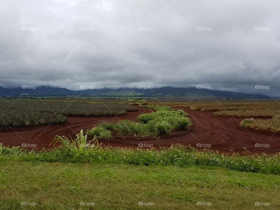 Pineapple plantation