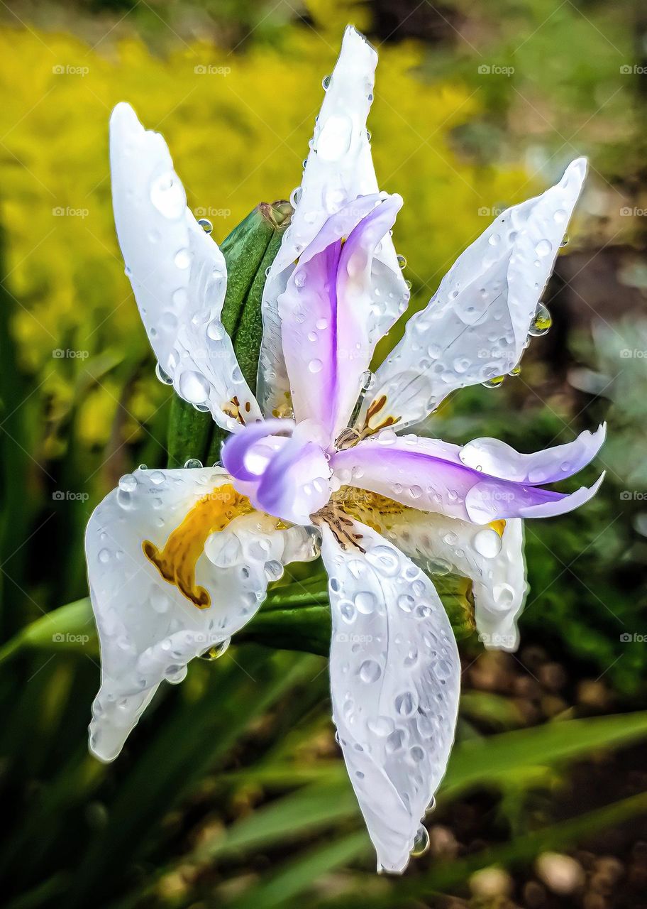 Iris Salvaje