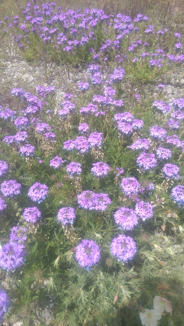 purple flowers. purple fliers in NM