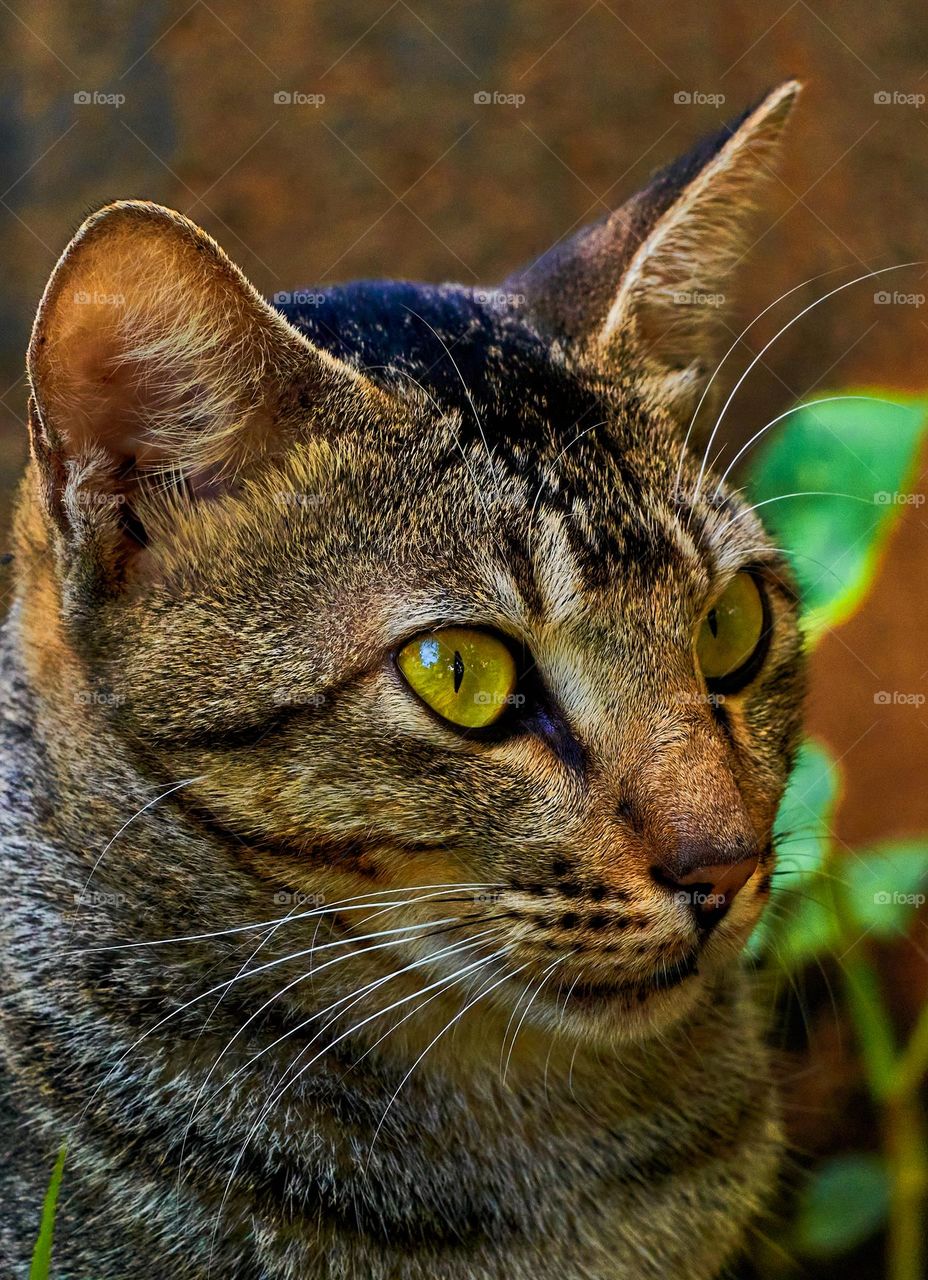 Cat  Egyptian mau  - face