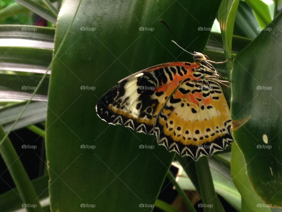 Butterfly on a leaf