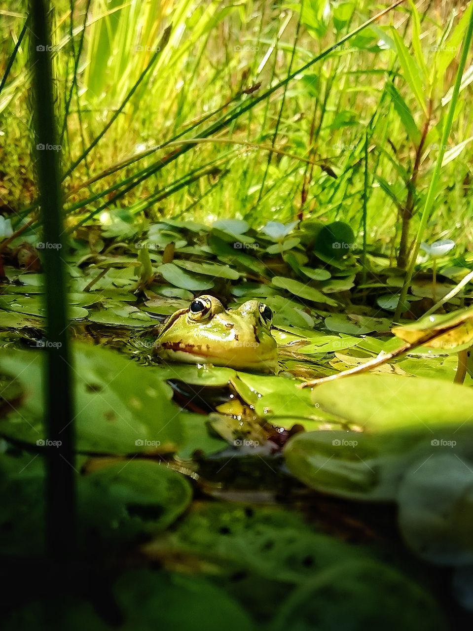 Green frog