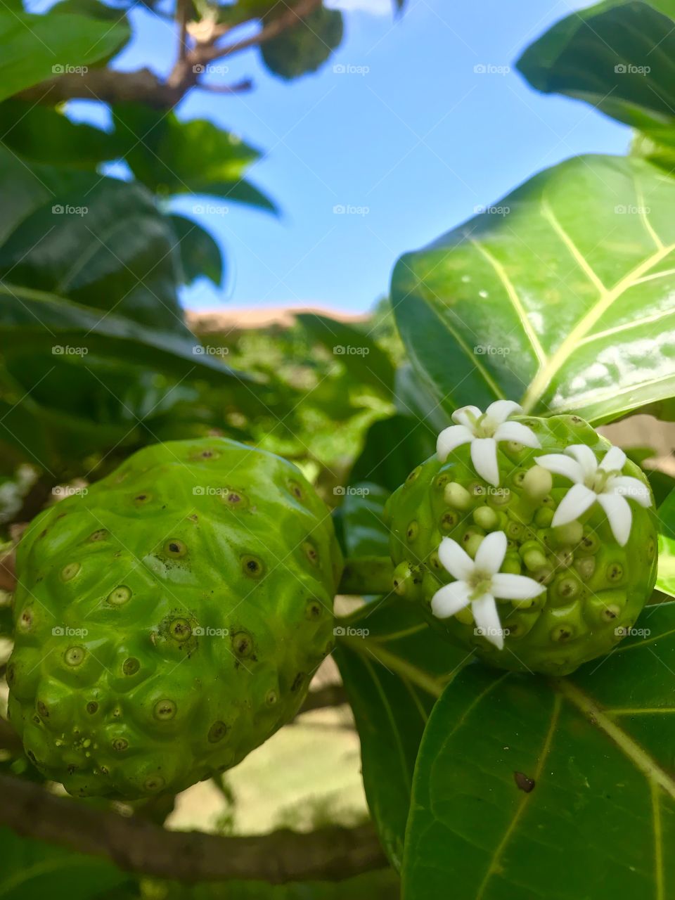 Blooming Hawaiian Noni 