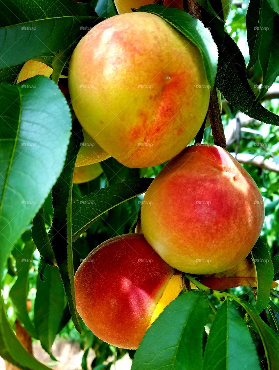 Virginia Peaches
