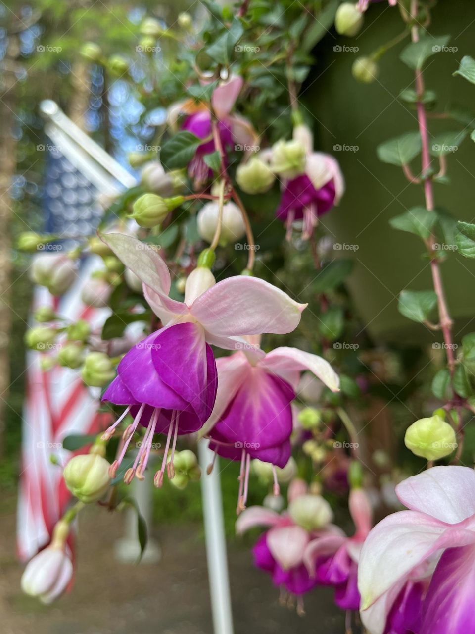 Nature before politics. Focus on the beauty of purple flowers hanging down with an American flag hanging in the background.