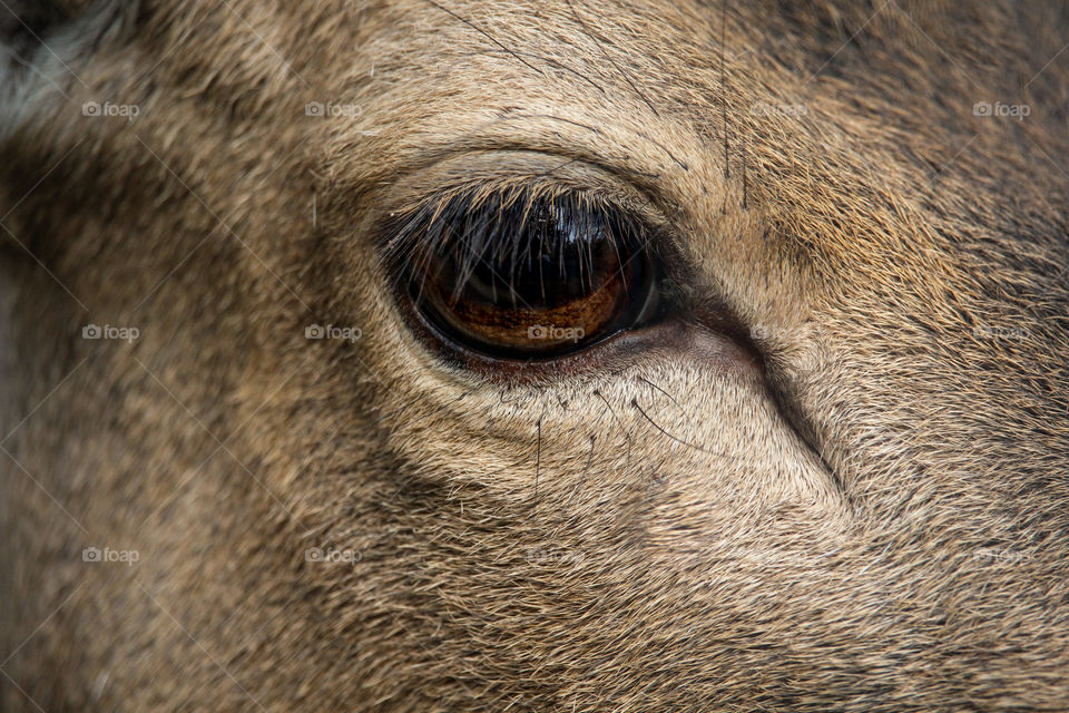 deer eye