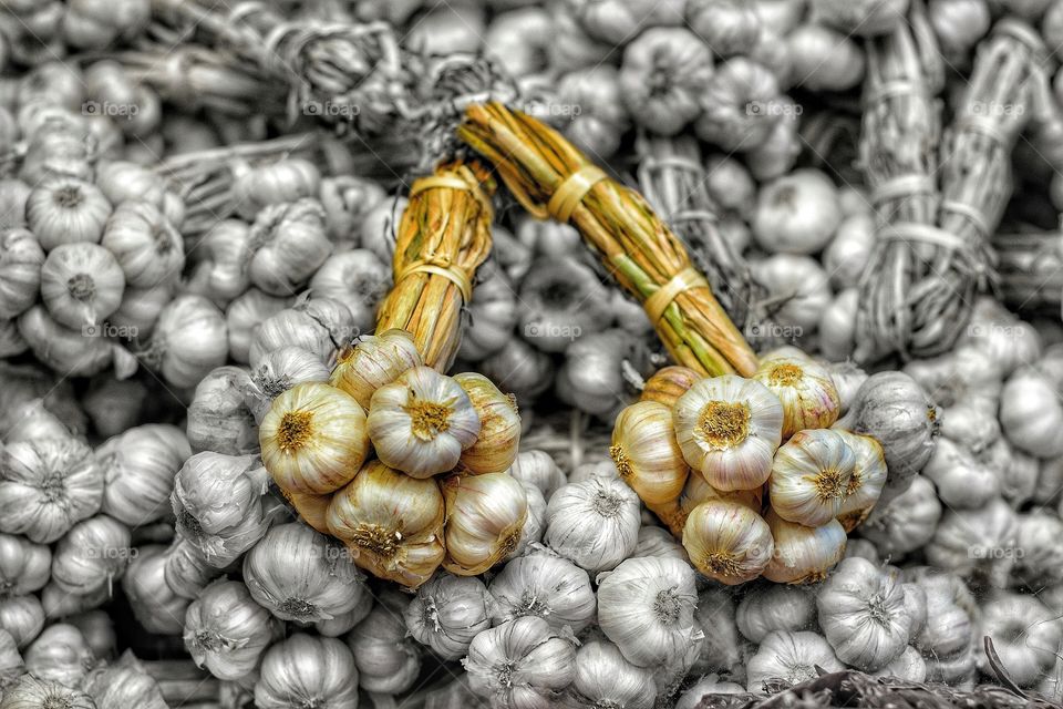 Harvested Garlic for sale