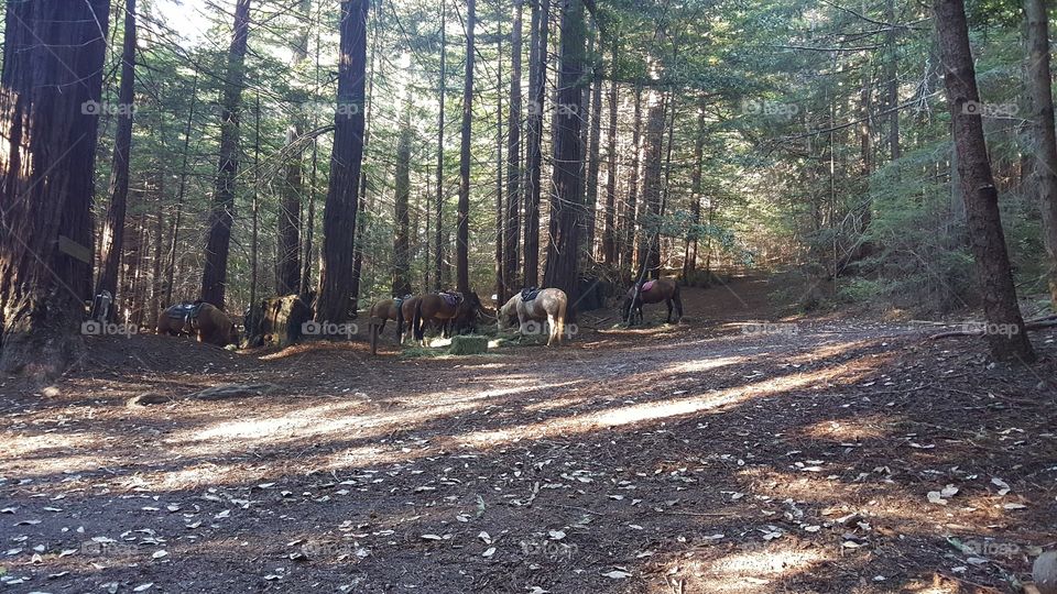 Trail ponies grazing after a ride.