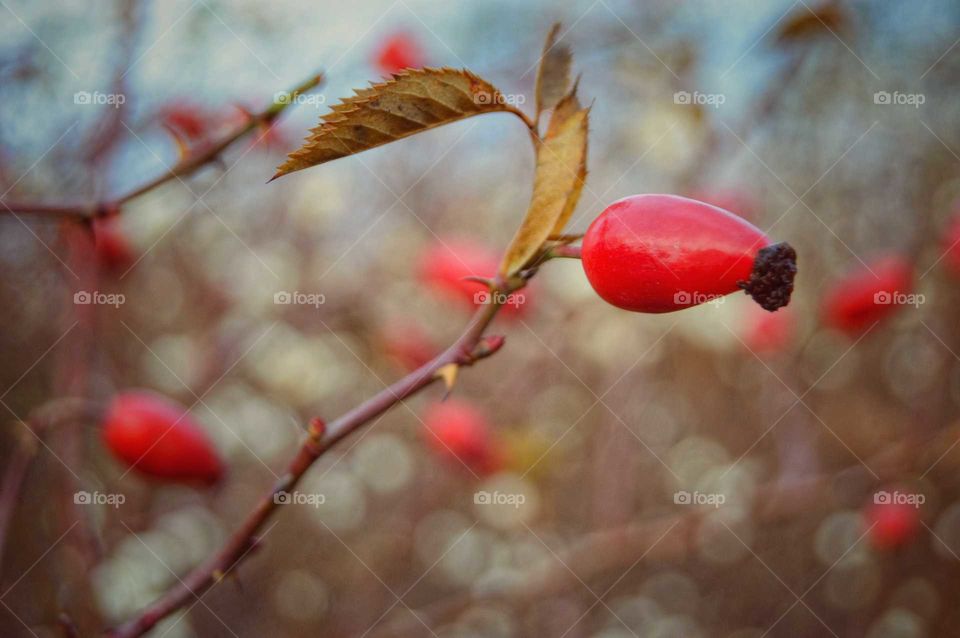 Rose hip