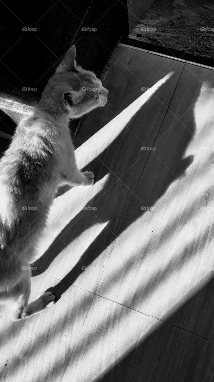 A cat and its shadow