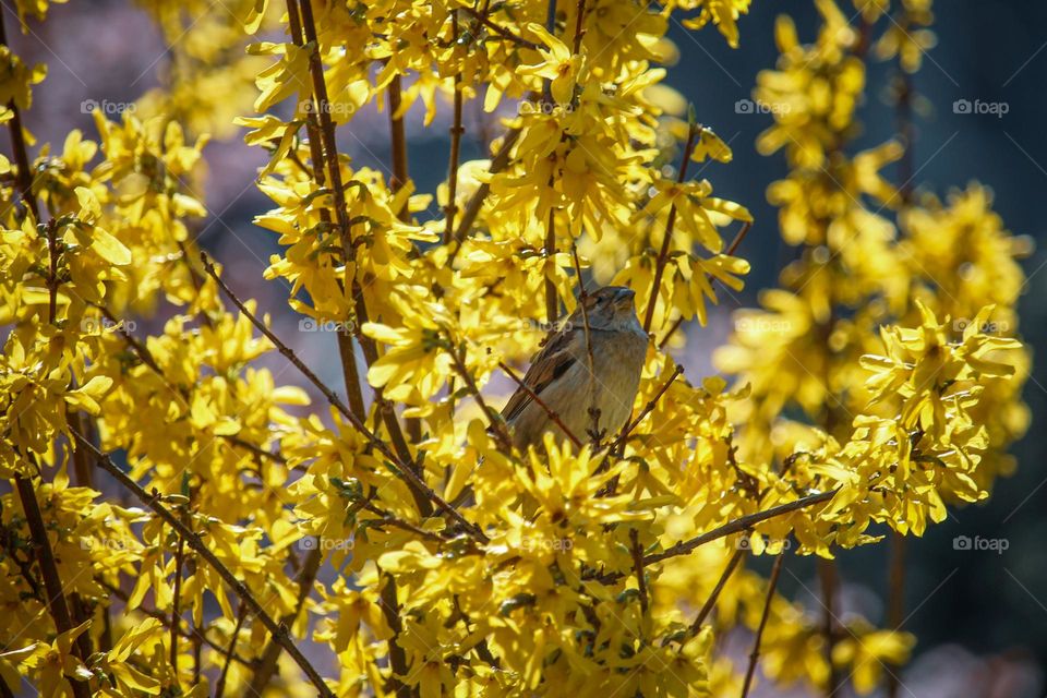 sparrow at the yellow blooming