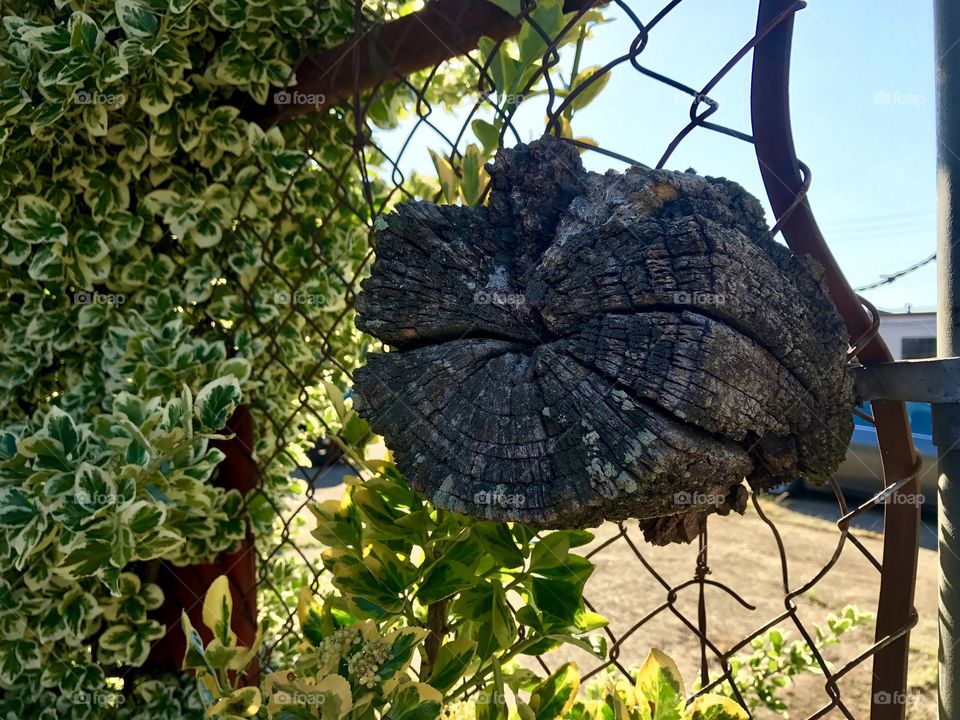 Branch Stump in Fence