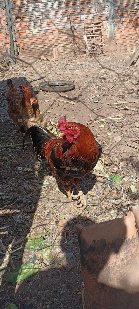 redneck rooster