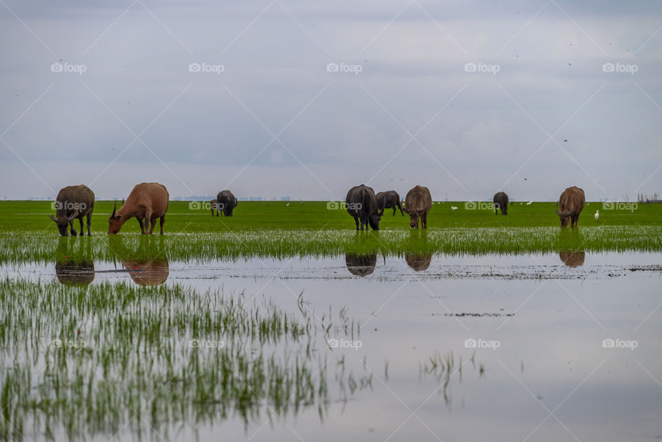 Buffalo in the green field