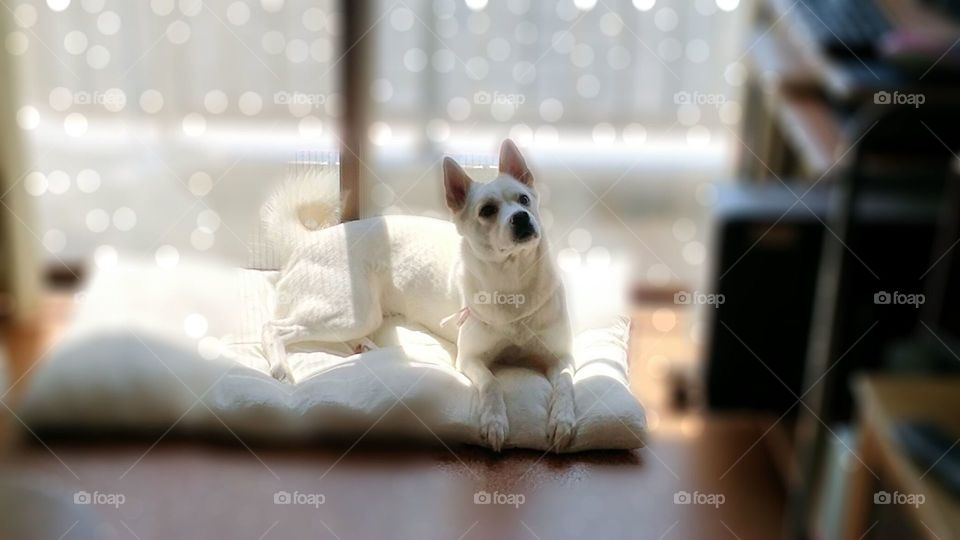 Sun bathing in my home!