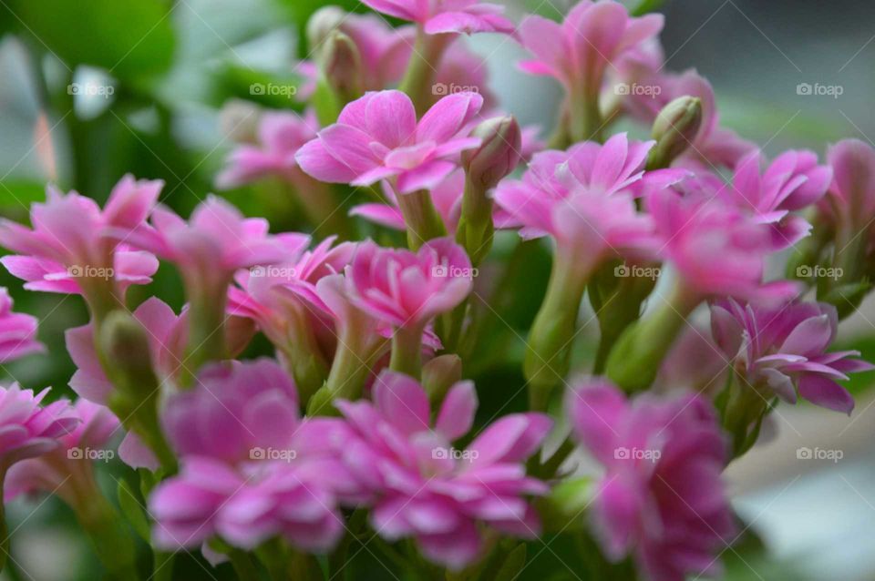 Flowers growing on plant