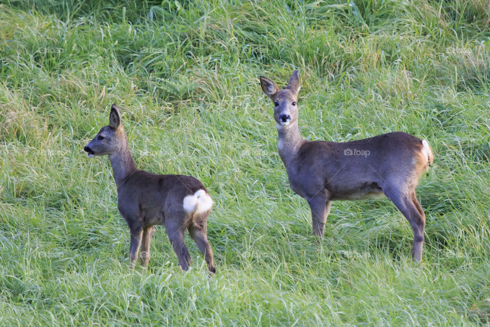 Local wildlife - deers, Sweden