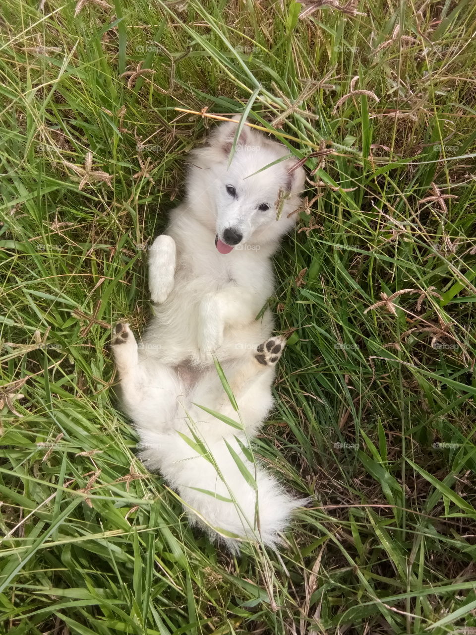White dog laying on the grass