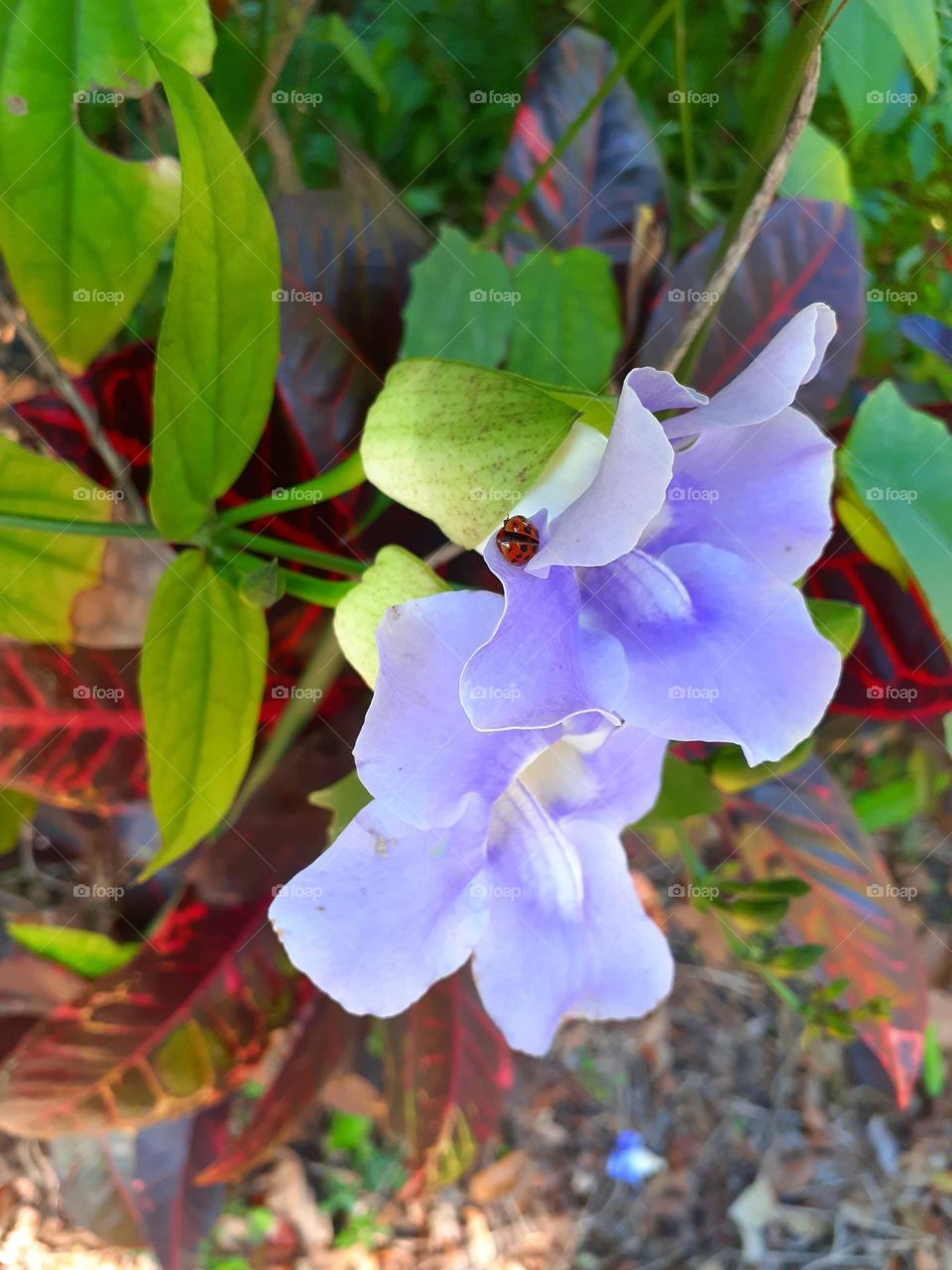 A ladybug is growing on a purple flower on a bush at Mead Botanical Gardens in Winter Park, Florida.