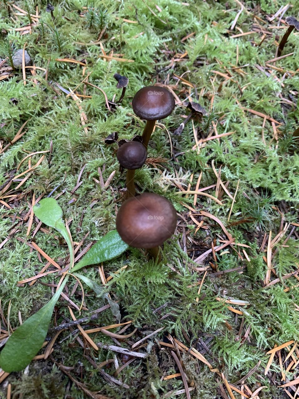 3 mushrooms 