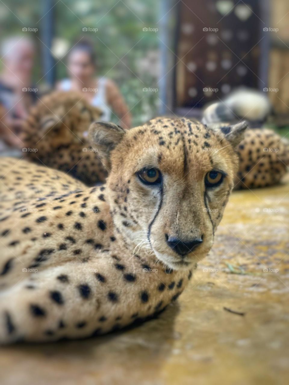 Cheetah is whatching you