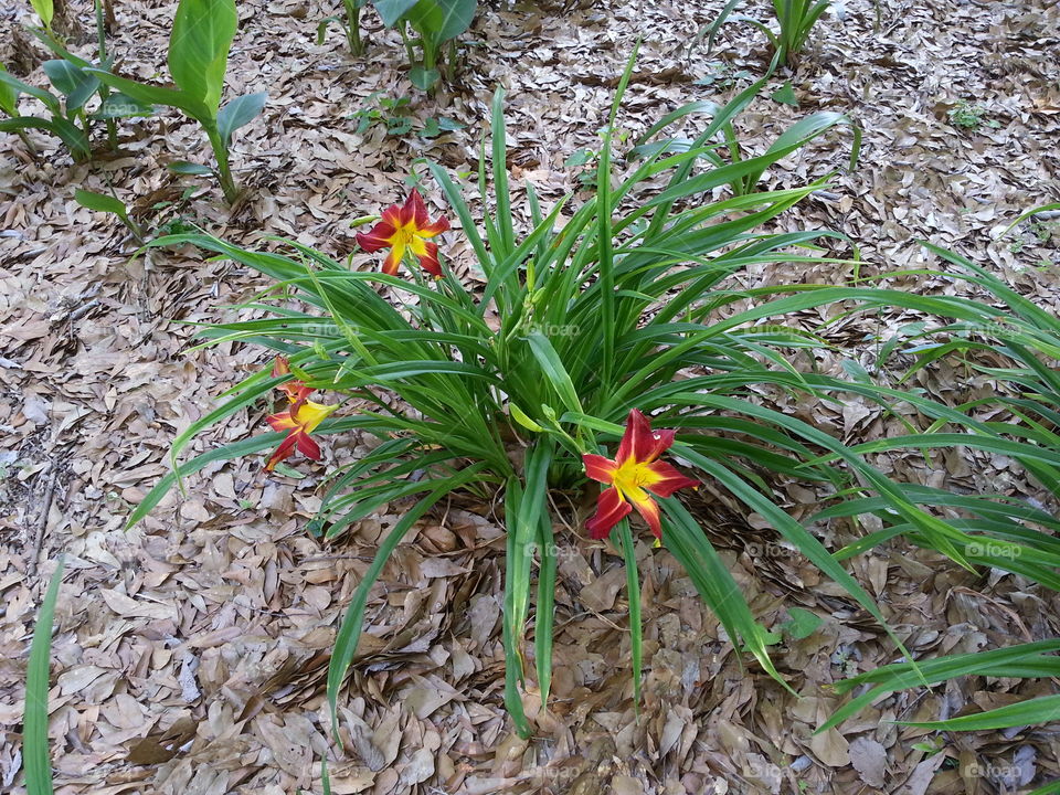 day lilies. early spring