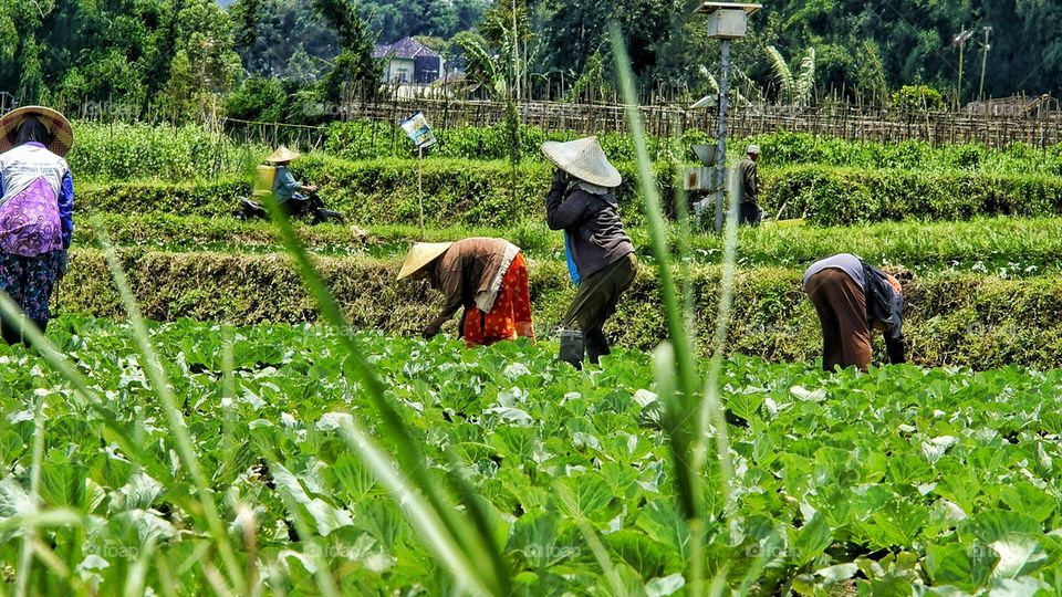 Working in farming