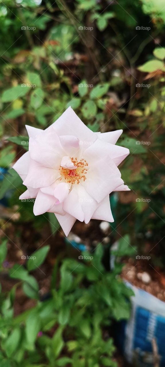 light pink rose front view