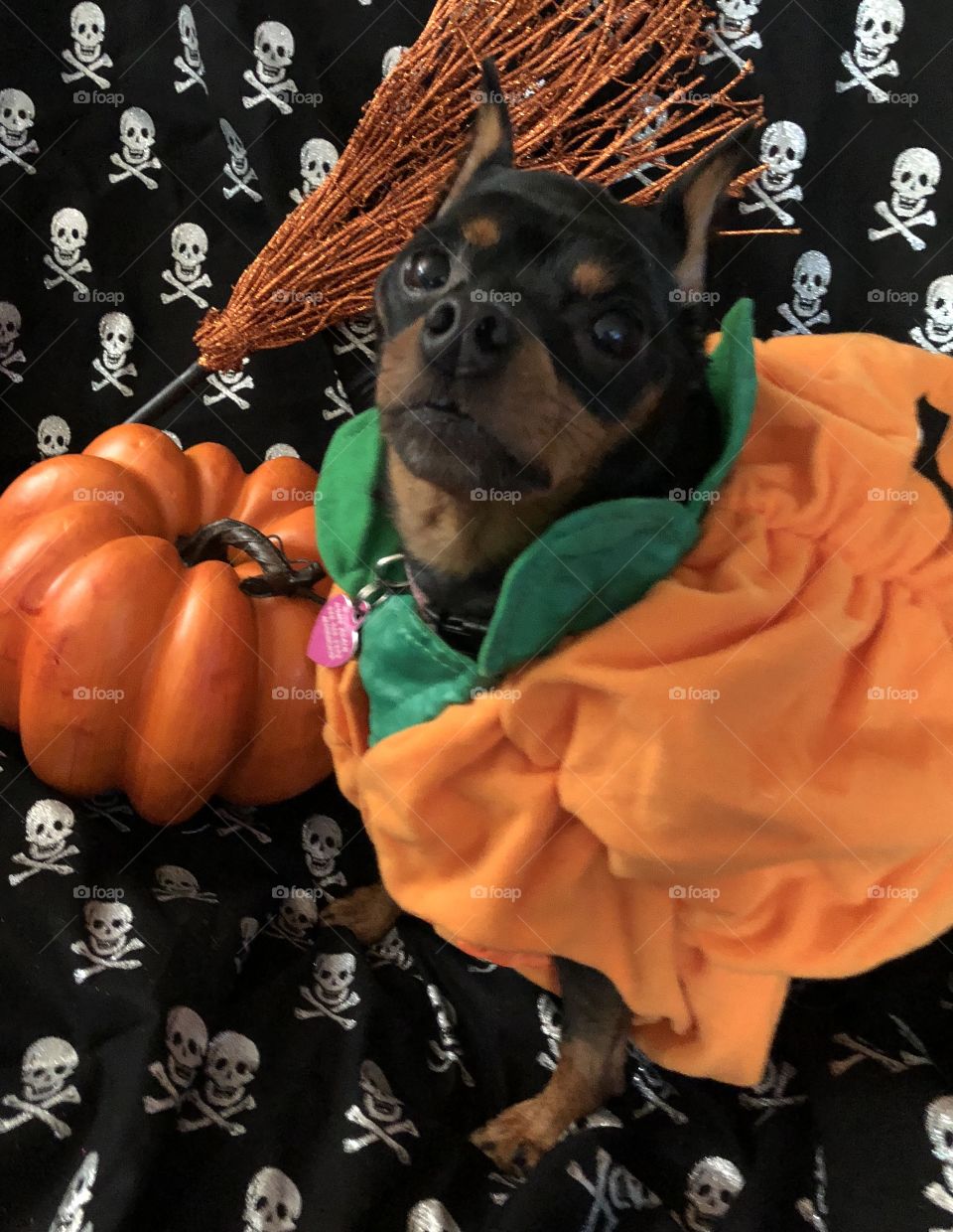 Pumpkin dog