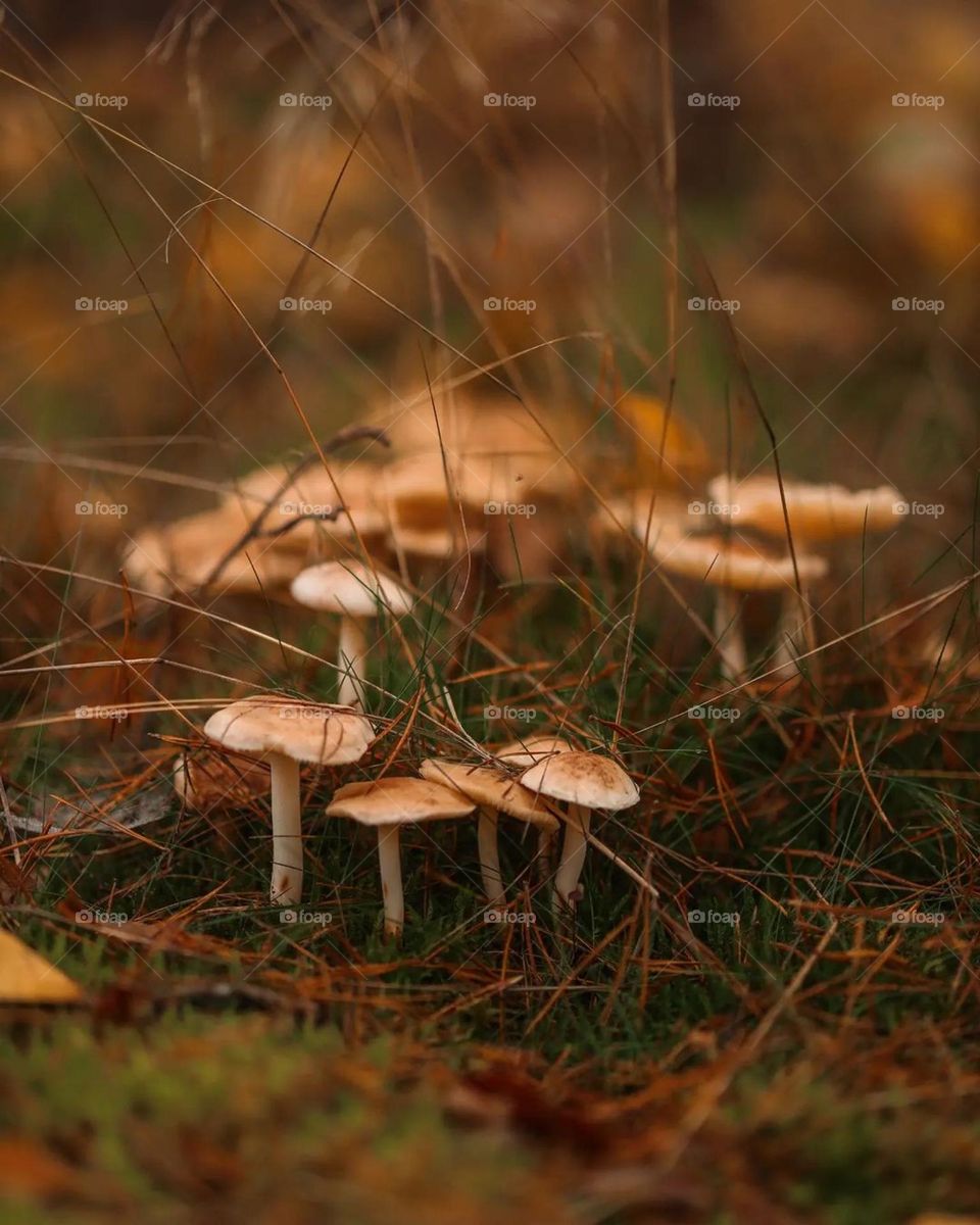 nice mushrooms, great colors, forest home