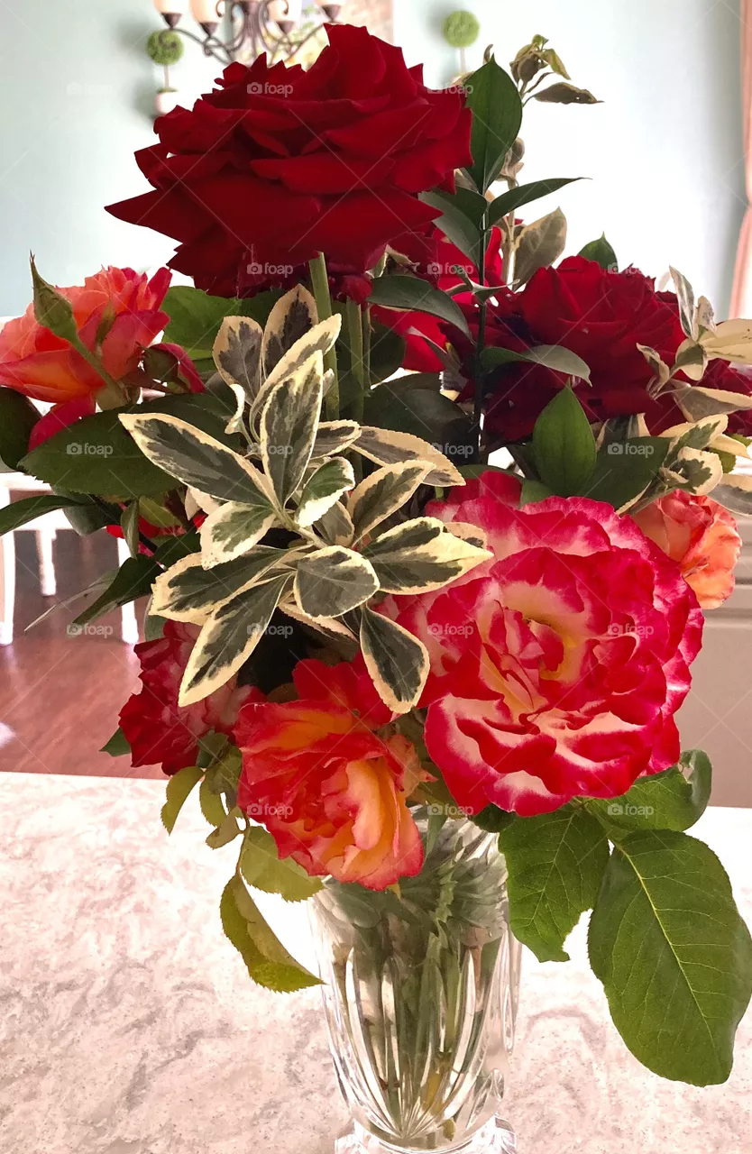 Garden roses and foliage 
