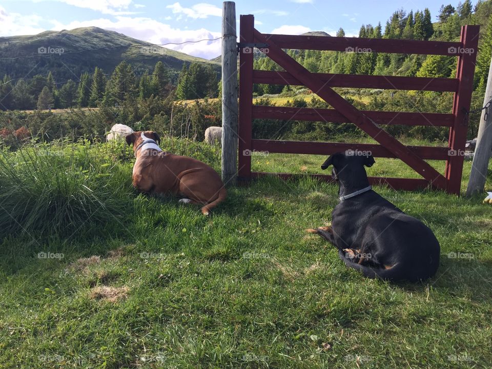 My dogs. They love Sheeps !!!