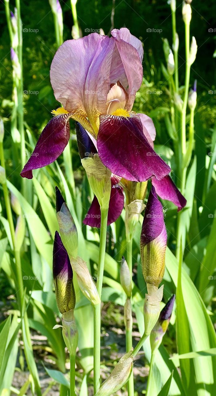 Высокий германский ирис — цветок, который завораживает своей красотой и огромным количеством расцветок.