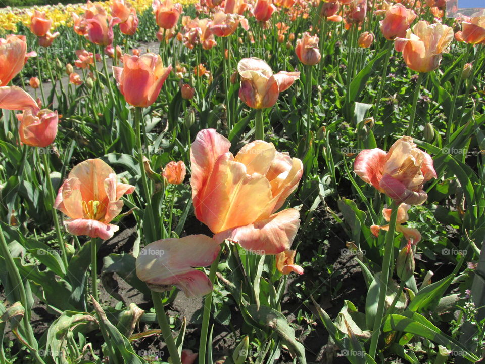 Tulip Time