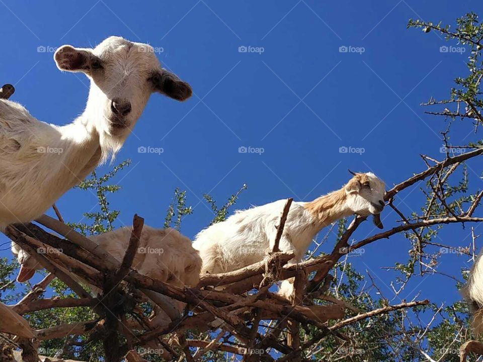 Group of goats on argania spinosa tree.