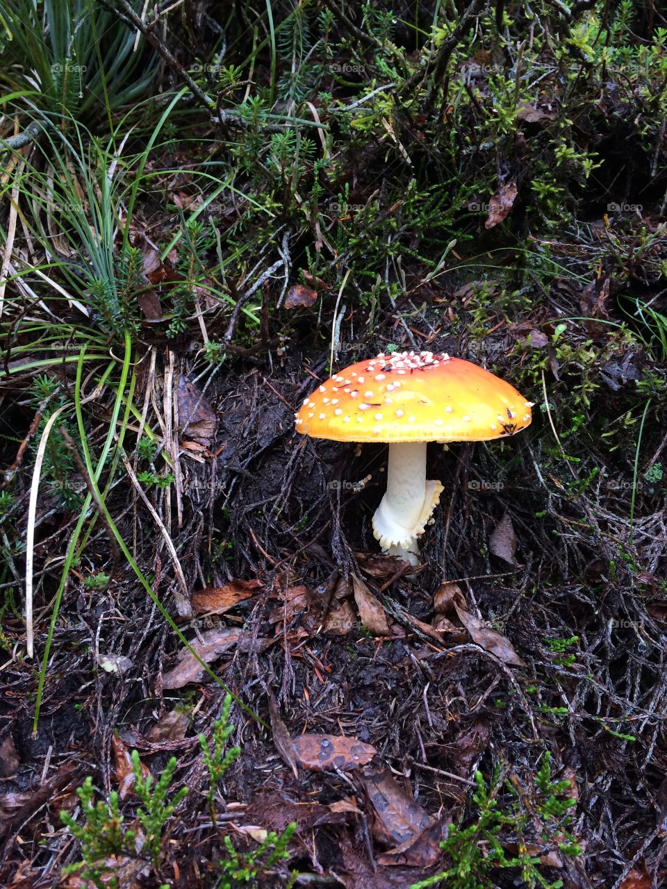 Trail mushrooms 