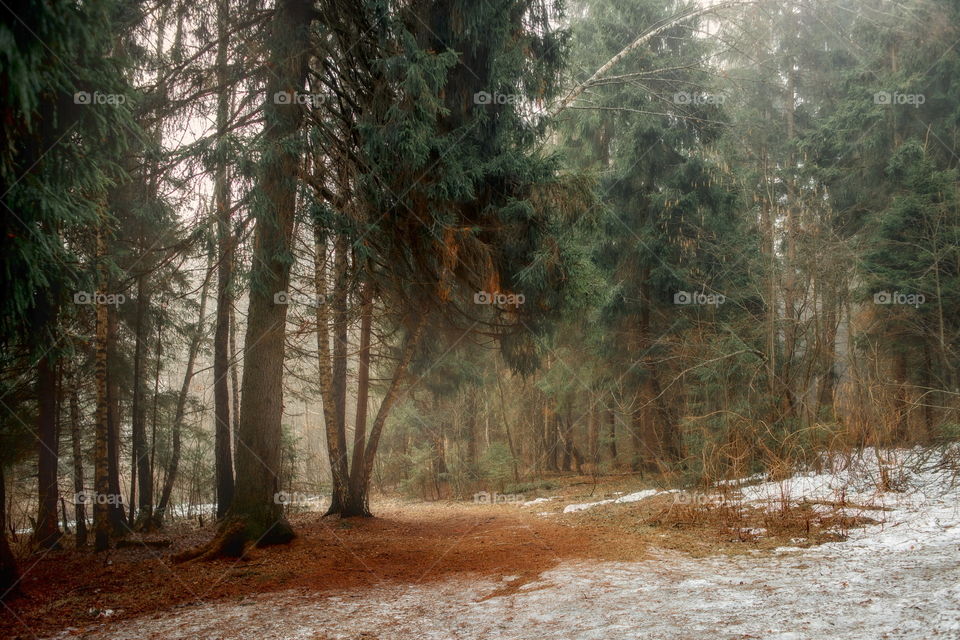 Misty morning in a spring forest 