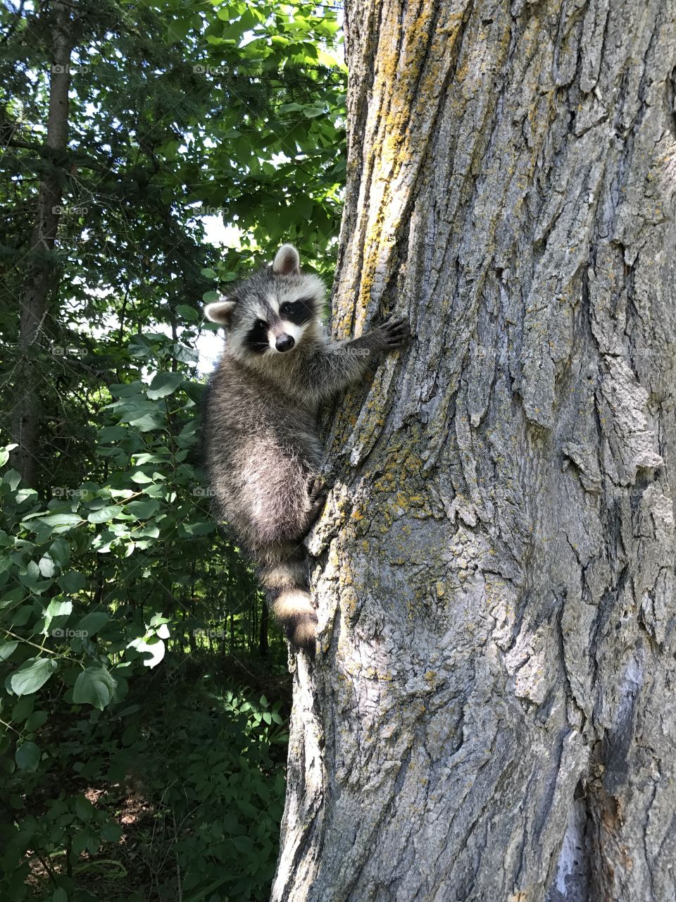 Canadian Wildlife (Raccoon)