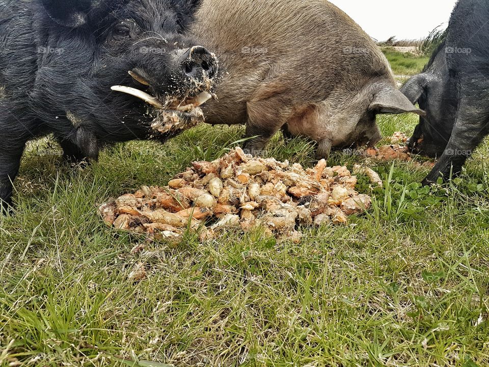 Pigs feeding at the farm
