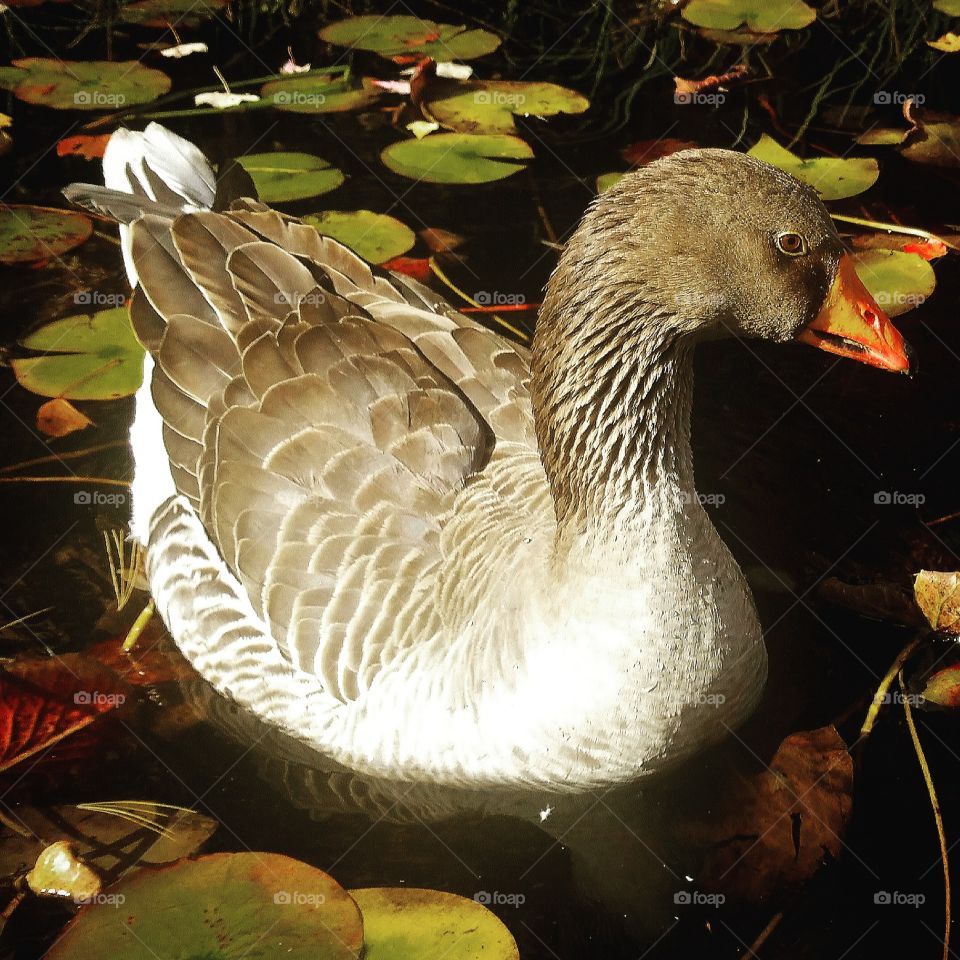 Goose in pond