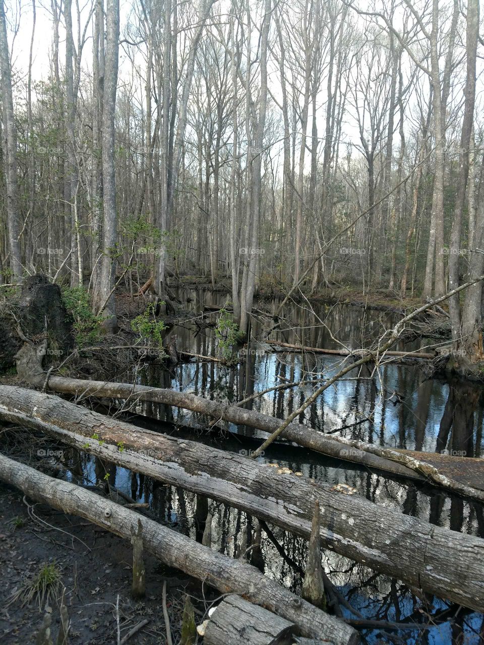 Carolina Swamp