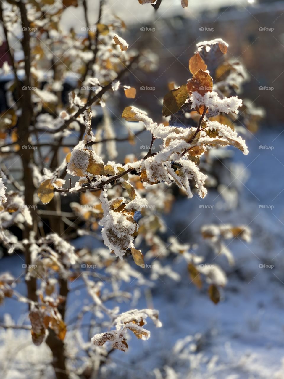 the first snow covered all the bushes