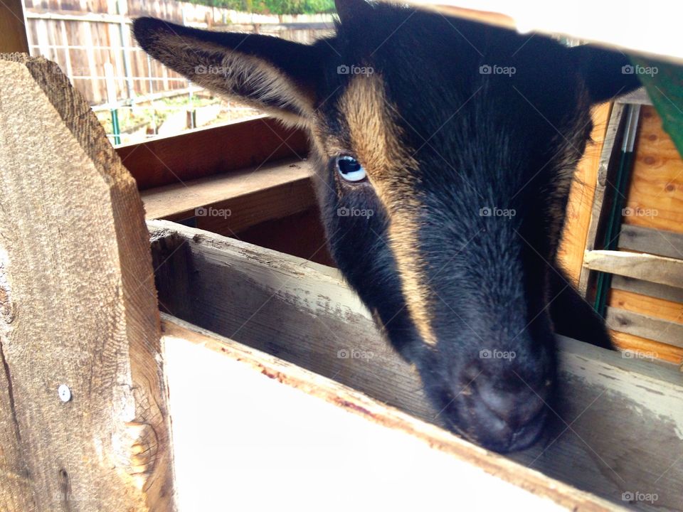 Nigerian Dwarf Goat Closeup