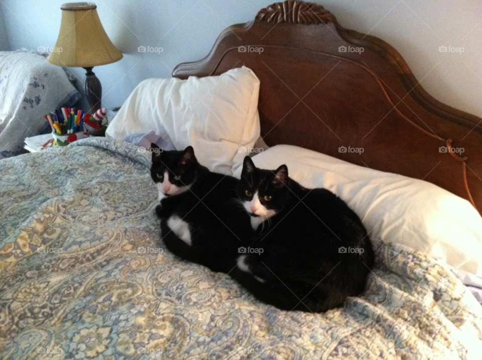 cats black and white sisters tuxedo cats by trvldeb07