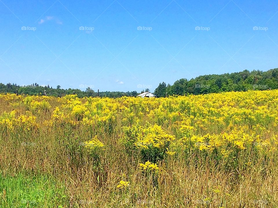 Scenery and landscape/ Field of Yellow Wild Flowers blooming in August