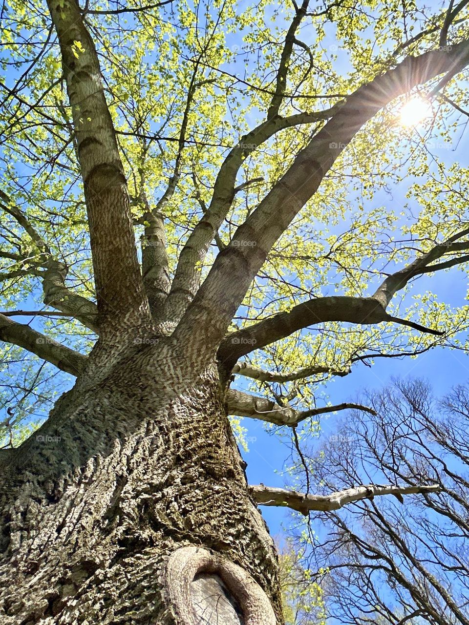 Early morning sun peaking through spring’s new leaves 