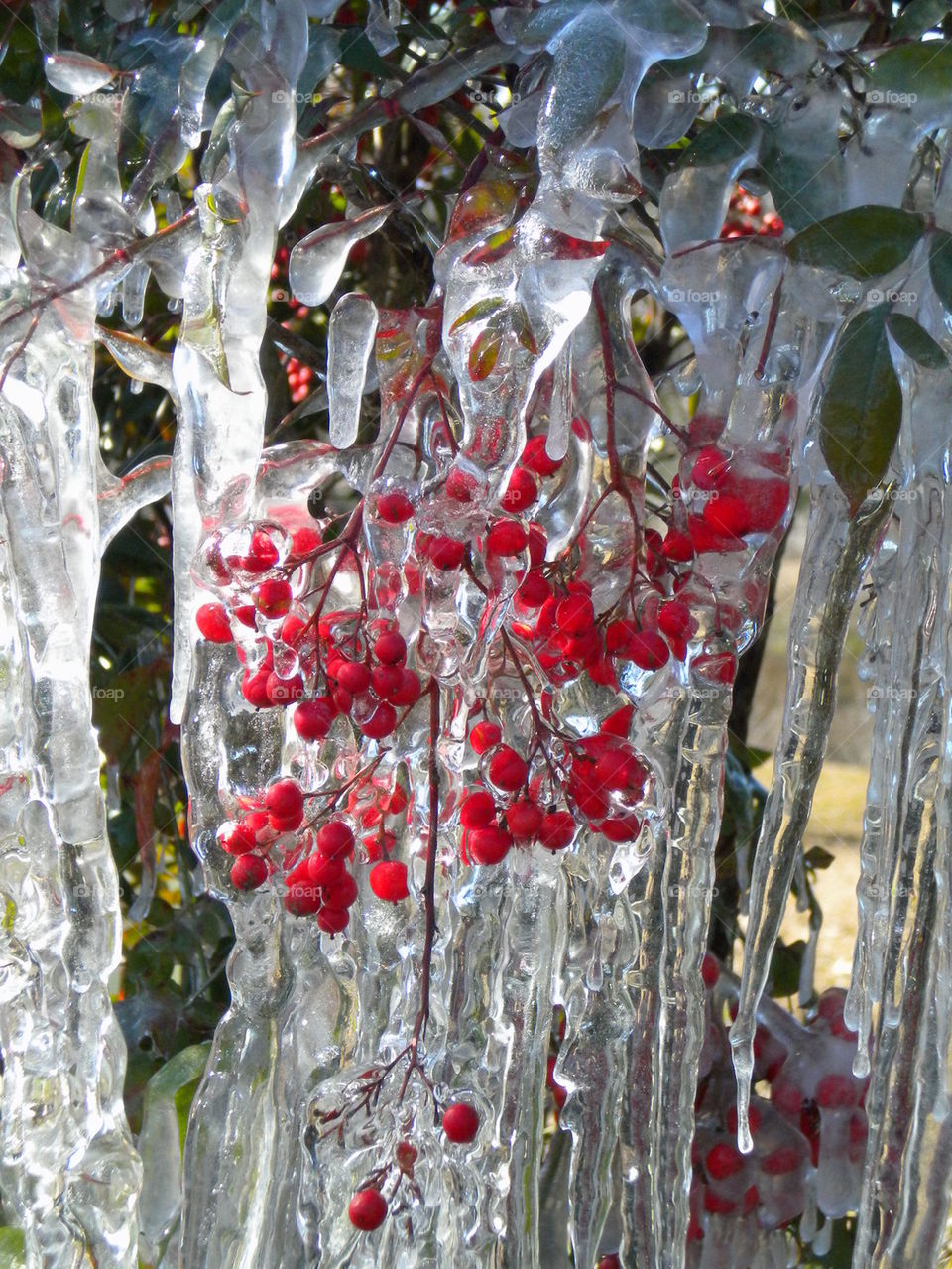 Ice Berries